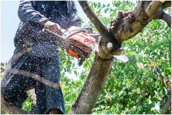 tree services Van